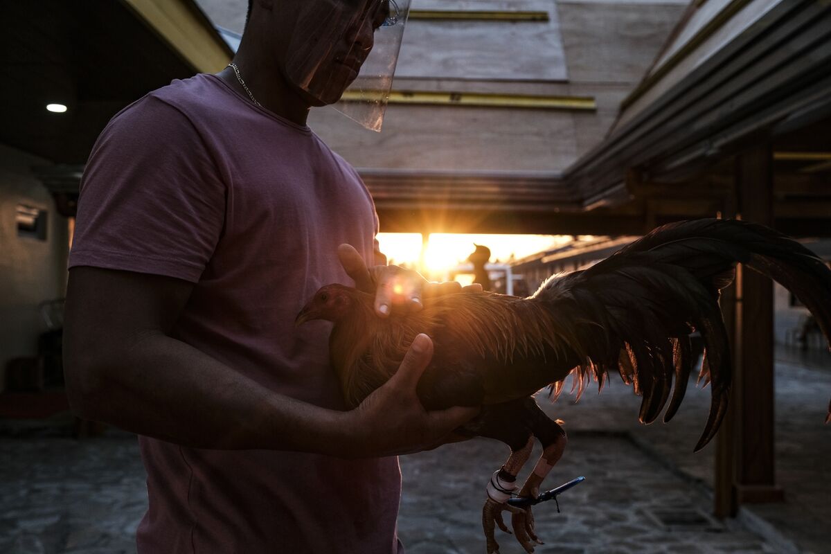Live Cockfighting PH on Sg777